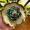 Teal Floral Urli Scented Candle